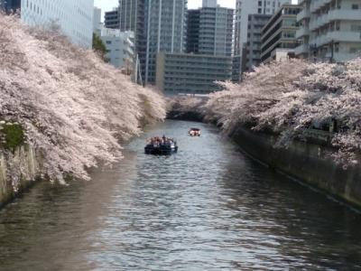 東京の桜の一日