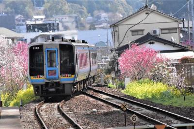 春の花が咲く土讃線と仁淀川町2021～美しい彩りの桜・花桃・菜の花～（四国）