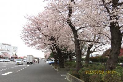 満開になったビバホーム内の桜