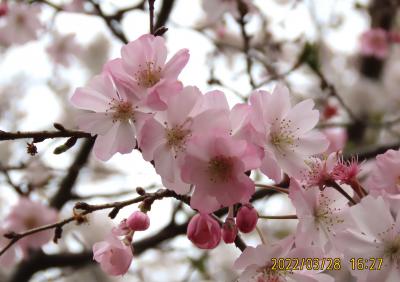 美しかった十月桜