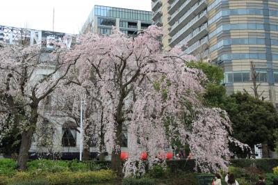 中華街でランチと桜咲く横浜散策（元町公園、港の見える丘公園、山下公園他）2022年3月