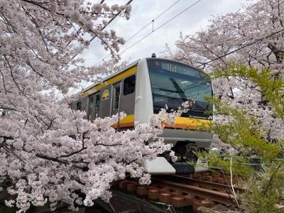 ＪＲ南武線「宿河原」駅から桜散歩。