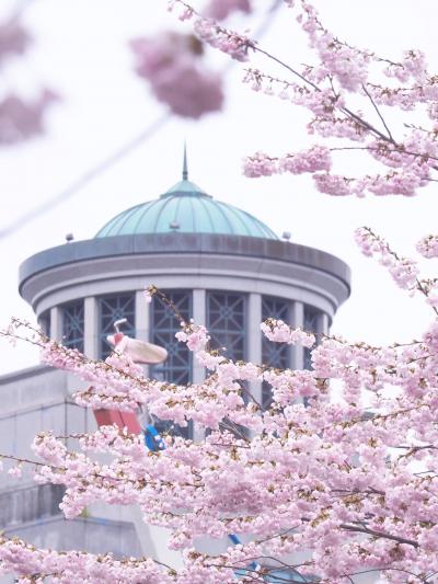 桜・ご近所物語　バンクーバー