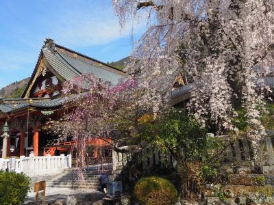 しだれ桜満開！身延山久遠寺とちょこっと妙了寺（裏身延）