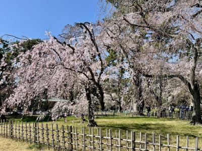 春旅　京都の桜めぐり