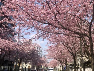 名古屋高岳のオオカンザクラ、山崎川のソメイヨシノ開花情報