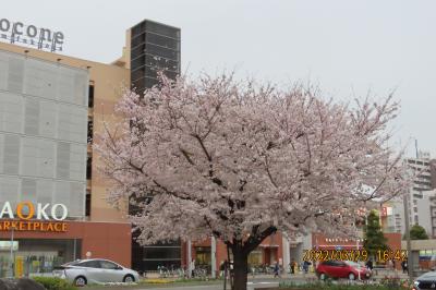 上福岡駅西口ロータリーで咲いている満開の桜