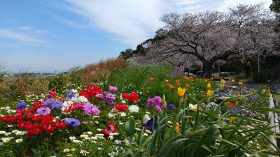 サクラ咲く・・・咲いた(^O^)／