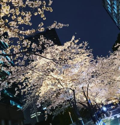 シニアトラベラー！都内夜桜満喫ドライブ