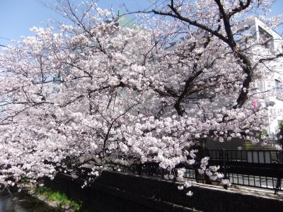 元住吉の矢作川の桜並木