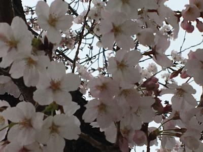 ご近所の桜～今年は開花がちと早いかな？