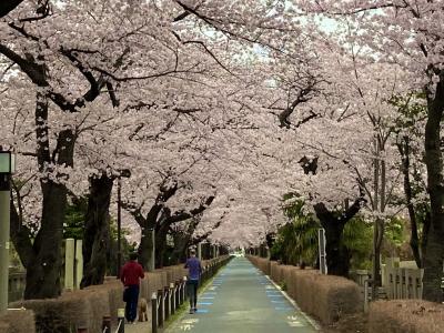 出勤途中の早朝街歩き(21) 2022年の桜 渋谷～表参道～東京ミッドタウン："青山霊園の桜並木" は、思いのほかの美しさだった！