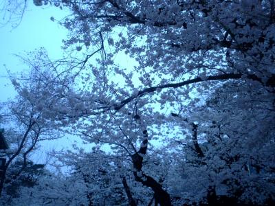 蔓延防止解除されて桜満開なので、はとバスで靖国と目黒川桜クルーズに行ってみた