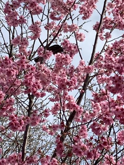 行田西公園