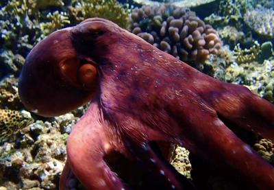 タイさんの沖縄の旅65日目(2021/3/15)座間味島3日目 お魚一杯の無人島 安室島