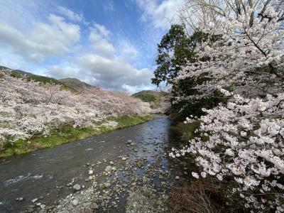 伊豆松崎の花見2022