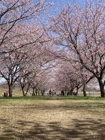 埼玉県の早咲きの桜で一足早い春