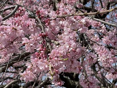 最後の桜？