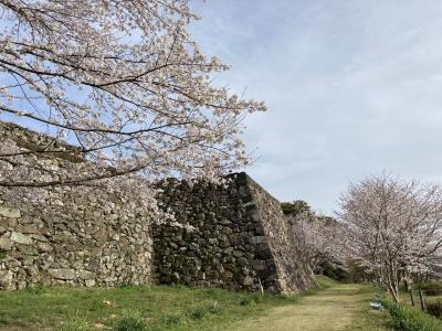 桜の田丸城跡を気ままにぶらり旅