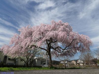 「満願寺」の枝垂れ桜_2022_満開、見事に見頃でした。（栃木県・佐野市）