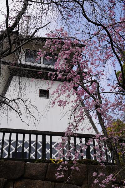 20220330-3 月島 花曇りの佃公園。染井吉野が見頃で、けっこ花見客いらっしゃる。
