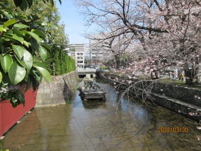 満開の桜を見ながら京都・高瀬川散策