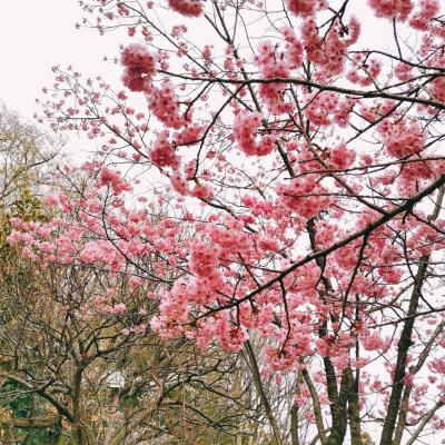 2022年3月　馬場花木園の桜