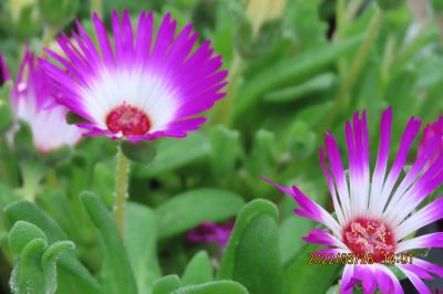 ガーデンセンターを訪問しました②屋外展示