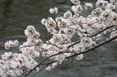 春だ！桜だ！目黒川だ！！