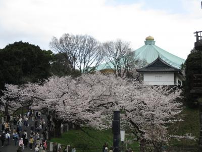 2022年3月　満開の桜（九段下）