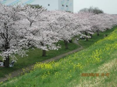 流山市の西深井・におどり公園・桜満開