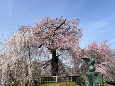 “花咲く京都”に、ちょっとお出掛け♪　＜円山公園・祇園白川・勝林寺・泉涌寺別院　雲龍院＞