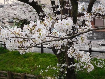 令和4年川越氷川神社下の桜