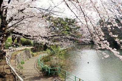 暖かな日は練馬区の武蔵関公園へ～2022年の桜
