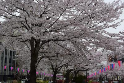 播磨坂の桜 2022 by NIKON J4