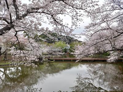 両親と鎌倉散策、満開の桜