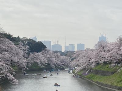 2022年 満開の千鳥ヶ淵の桜