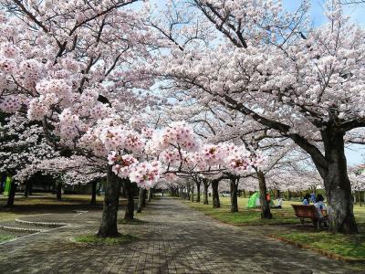 団塊夫婦の桜巡りドライブ・2022ー（４）満開の桜を見にお隣の多摩市へ