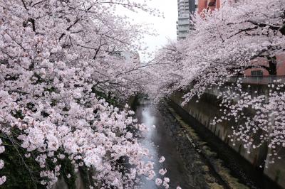 神田川の桜の花見 Sakura viewing in Kanda riverside