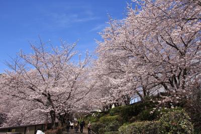 目黒川沿いを桜を見ながら散歩2022年3月