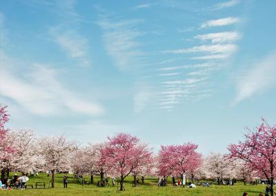 「千本桜」咲く春色の舎人公園♪