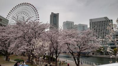 横浜お花見ウォーキングが楽しい！ 野毛山公園から大岡川、北仲BRICK ～みなとみらいへ