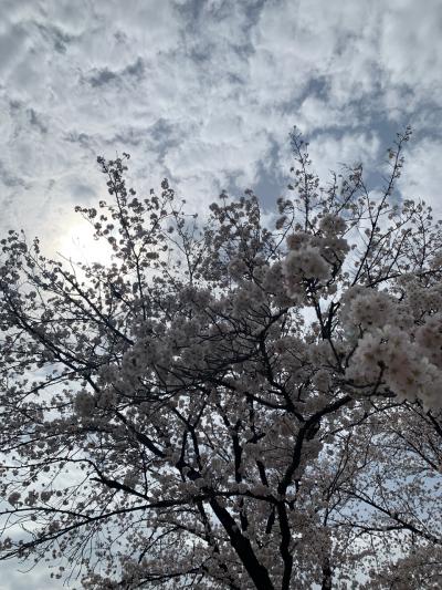 貴先神社の桜