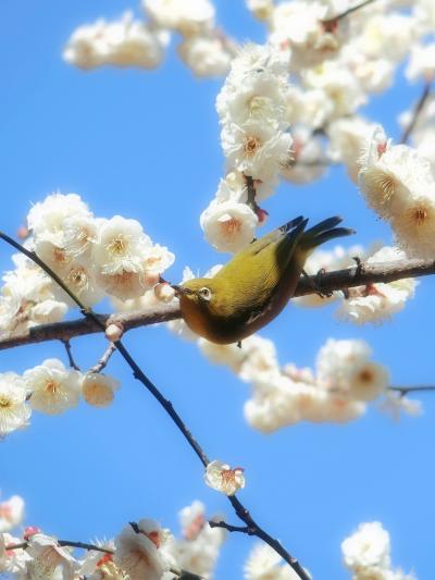 2022年 2月＆3月　横浜・鶴見　三ツ池公園と馬場花木園の梅と野鳥