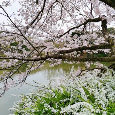 2022年3月　県立三ツ池公園の桜　その１