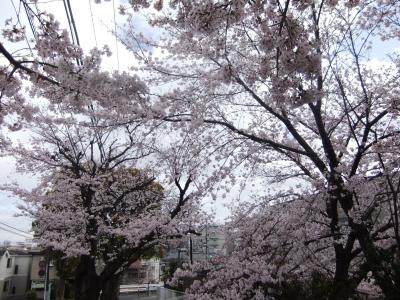 ゆめぎがさき動物公園のさくら