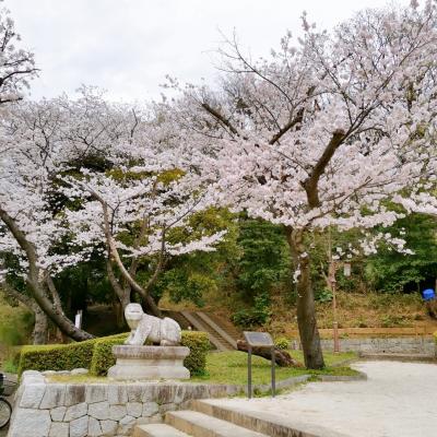2022年3月　県立三ツ池公園の桜　その2