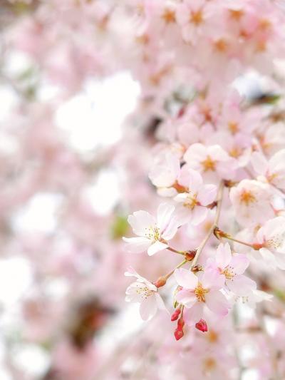 2022年 3月　横浜・鶴見　満開の桜を見に三ツ池公園へ。