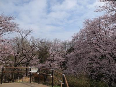 春旅　都内の山から花見1 戸山公園（箱根山）