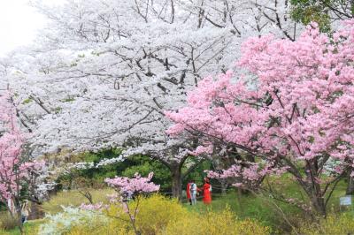 昭和記念公園で桜散歩・・・